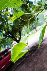 Erythrina mulungu