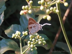 Bindahara moorei