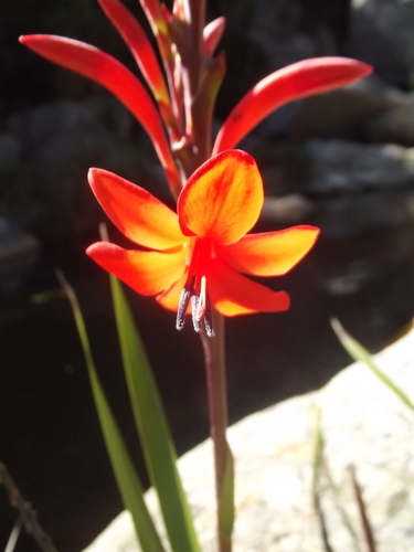 Image of Watsonia pillansii by no rights reserved