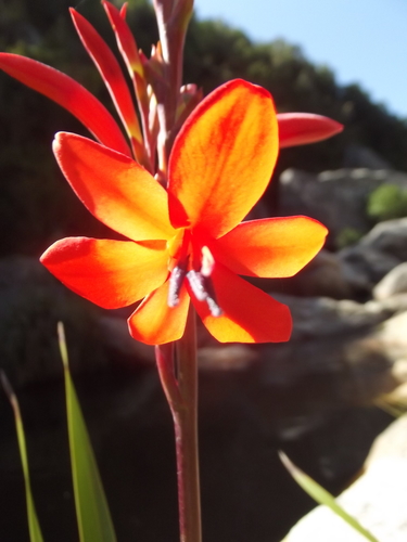 Image of Watsonia pillansii by no rights reserved