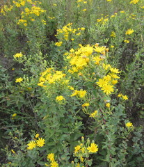 Hieracium virosum