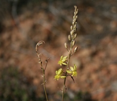 Bulbine filifolia