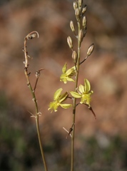 Bulbine filifolia