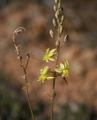 Bulbine filifolia
