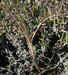 Bulbine filifolia
