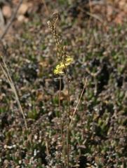 Bulbine filifolia