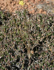 Bulbine filifolia