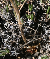Bulbine filifolia