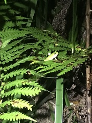 Ranoidea phyllochroa