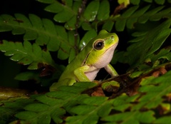 Ranoidea phyllochroa