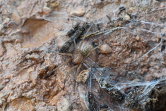Eratigena agrestis