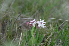 Asclepias humilis