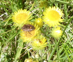 Agonoscelis versicoloratus