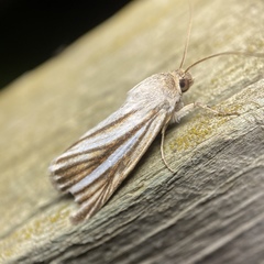 Heliocheilus cramboides