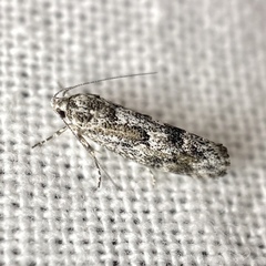 Lichenaula appropinquans