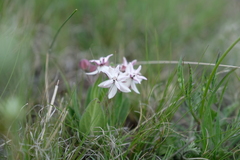 Asclepias humilis