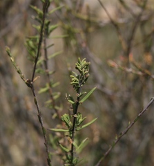 Teucrium africanum