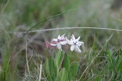 Asclepias humilis