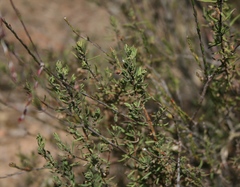 Teucrium africanum