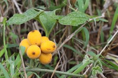 Pyrenacantha kaurabassana