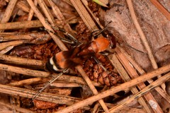 Psorthaspis legata
