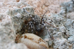 Eusparassus