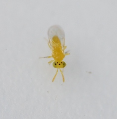 Aphytis