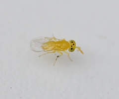 Aphytis