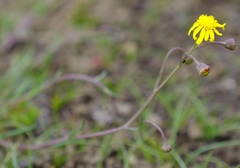 Senecio gramineus