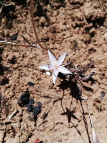 Anacampseros arachnoides