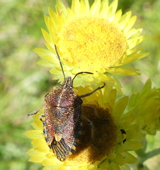 Agonoscelis versicoloratus