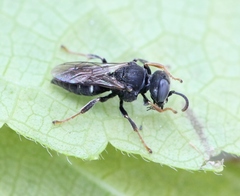 Oxybelus uniglumis