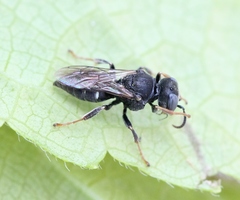 Oxybelus uniglumis