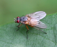 Phaonia rufiventris