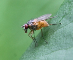 Phaonia rufiventris