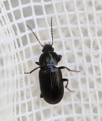 Pterostichus vernalis