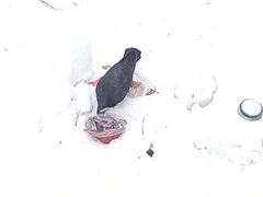 Columba livia domestica