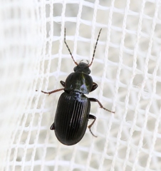 Pterostichus vernalis