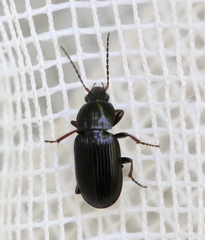 Pterostichus vernalis