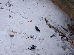 Columba livia domestica