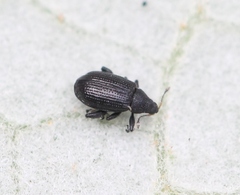 Rhamphus pulicarius