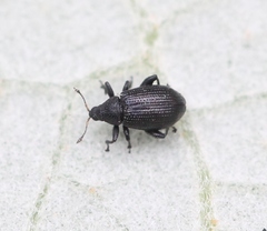 Rhamphus pulicarius