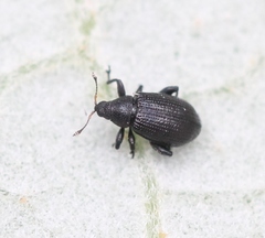 Rhamphus pulicarius