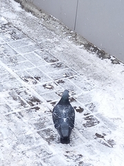 Columba livia domestica