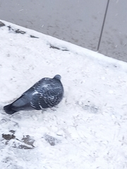 Columba livia domestica