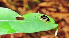 Ischnocodia succincta