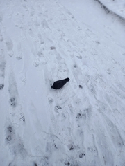 Columba livia domestica