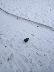 Columba livia domestica