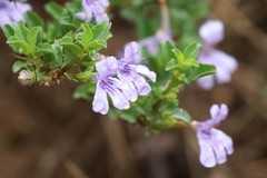 Dyschoriste rogersii