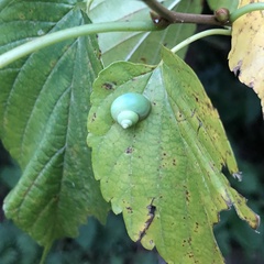 Leptopoma perlucidum